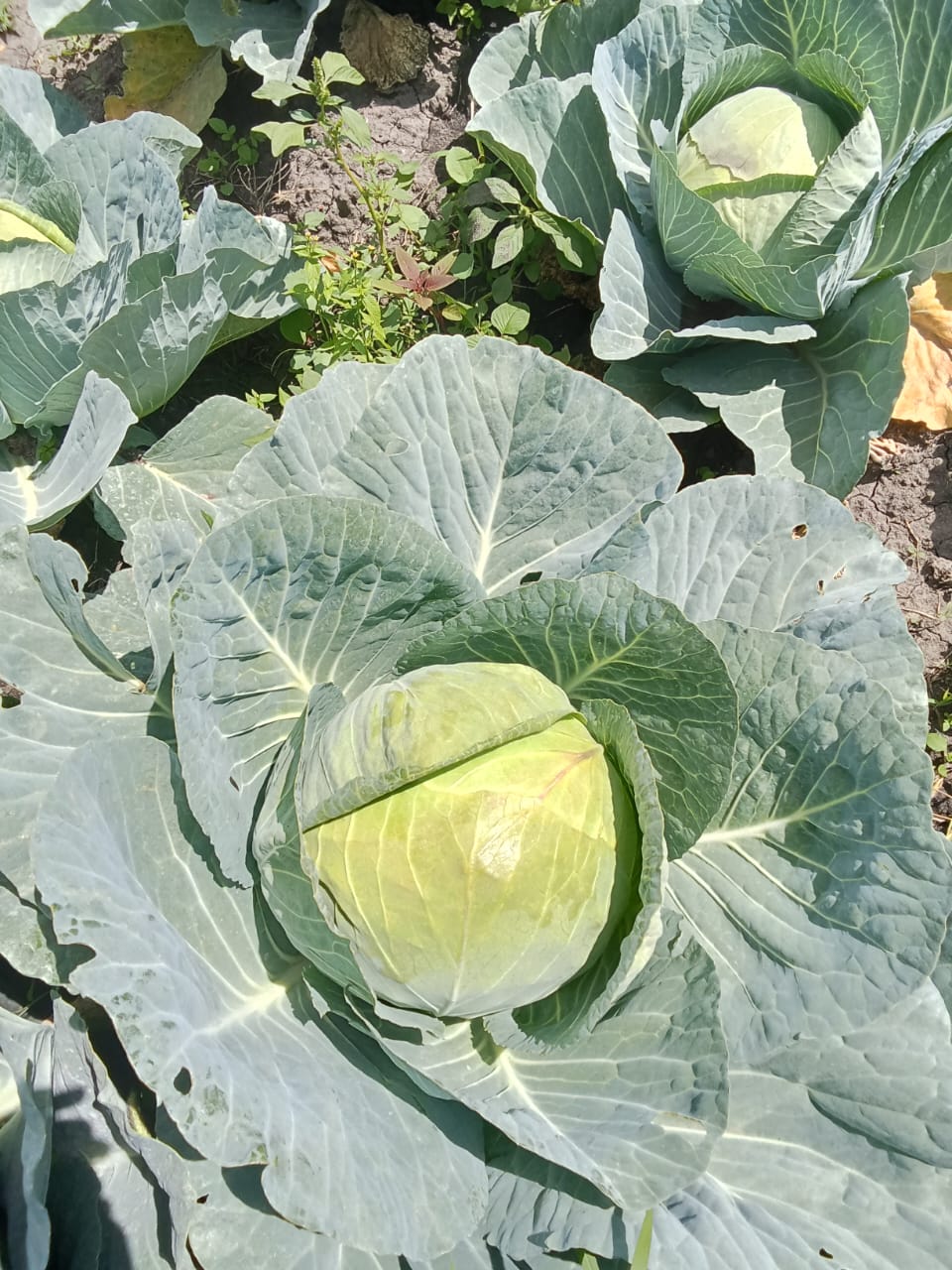 Cabbage Product